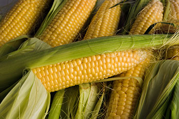 Fresh ears of corn with their husks