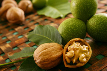 fresh walnuts from the tree and walnuts in the shell