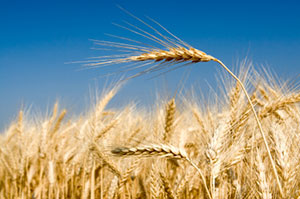 a wheat field, focus on one head of wheat