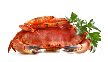 a whole, unshelled crab