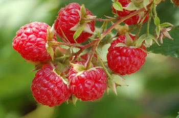raspberries on the vine