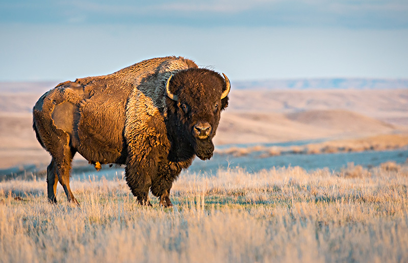 An American Buffalo standing in a field