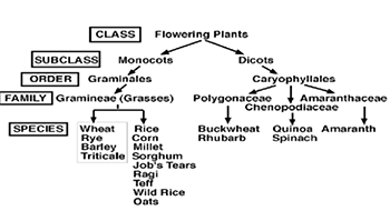 diagram of the species and family classification of corn and other whole grains