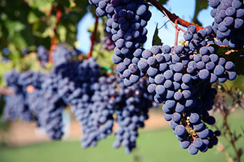 purple grapes hanging from grapevines