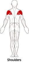 Rear Deltoid (Shoulder) Muscles
