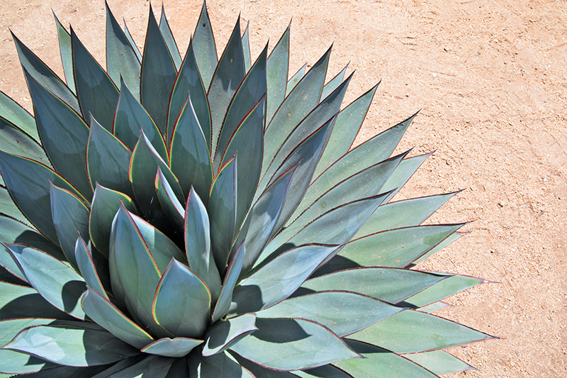 The agave plant