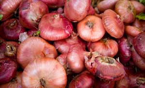 Cipollini Onions