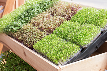 a variety of microgreens in a farmers' market display