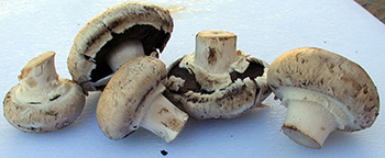 several fresh button mushrooms