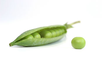 a single peapod split open to show the peas lined up inside