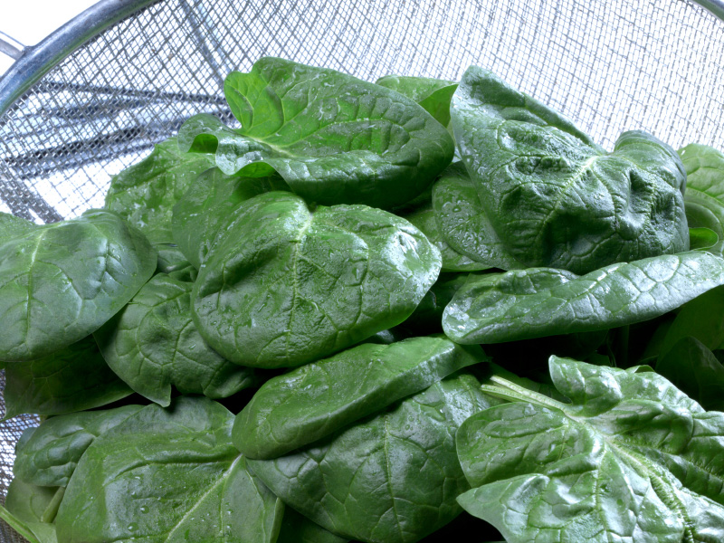 Fresh spinach leaves in a colander