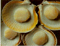 Scallop meat in shell