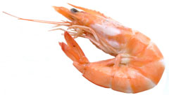 Head-on shrimp